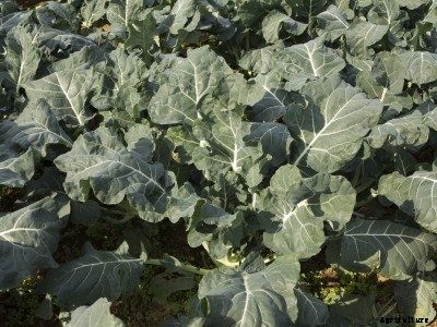 Broccoli Not Forming Heads: Reasons Why My Broccoli Has No Head