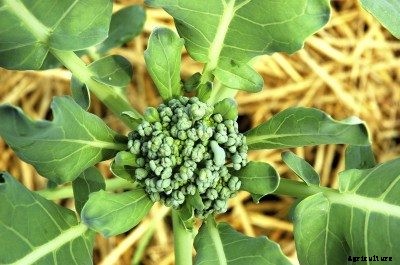 Buttoning Of Broccoli: Why Broccoli Forms Small, Poorly Formed Head