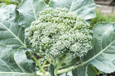 Information About Loose Heads On Broccoli – Broccoli With Loose, Bitter Heads