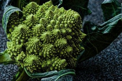 Romanesco Broccoli Care – How To Grow Romanesco Broccoli Plants