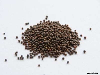 Planting Broccoli Seed: How To Save Broccoli Seeds In The Garden