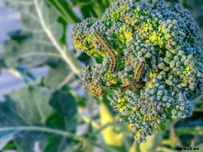 Broccoli Growing Problems: Information About Common Broccoli Diseases And Pests