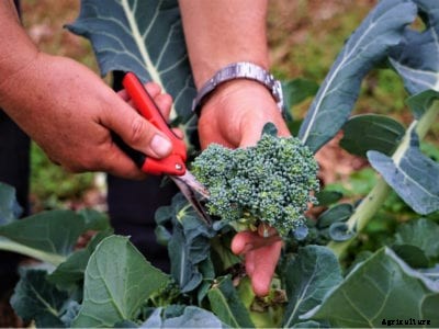How To Harvest Broccoli – When To Pick Broccoli