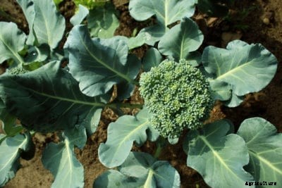 How To Grow Broccoli – Growing Broccoli In Your Garden