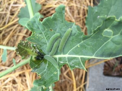 Worms In Broccoli – Caterpillars In The Broccoli Head