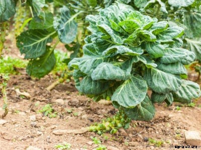 My Brussels Sprout Plants Bolted: Reasons Why Brussels Sprouts Are Bolting