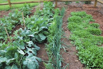 Brussels Sprouts Companion Plants – What To Grow With Brussels Sprouts