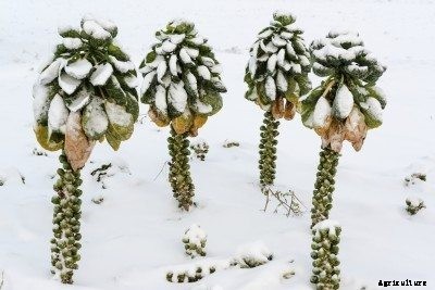 Winter Care For Brussels Sprouts: How To Grow Brussels Sprouts In Winter