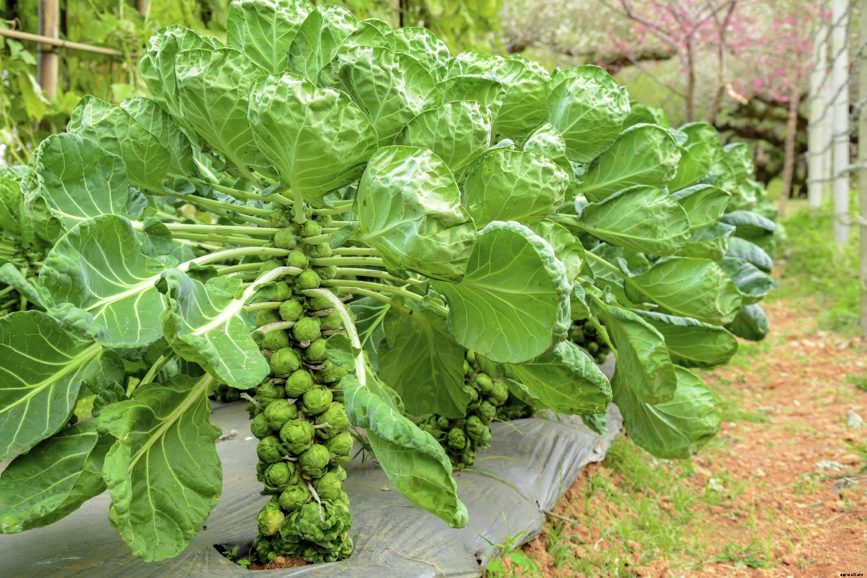 Pruning Brussels Sprouts: When To Prune Leaves Of Brussels Sprouts