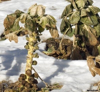 Brussels Sprouts: Pests And Diseases Affecting Brussels Sprouts Plants