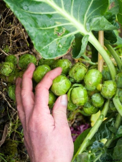 Picking Brussel Sprouts: How To Harvest Brussel Sprouts