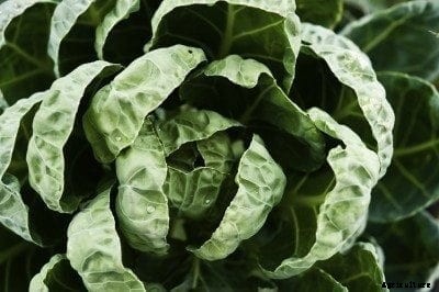 Brussels Sprout Problems: What To Do For Loose Leafed, Poorly Formed Heads