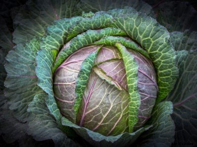 Deadon Savoy Cabbage: How To Grow Deadon Cabbages