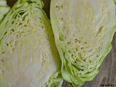 Murdoc Cabbage Variety: Learn About Murdoc Cabbage Care