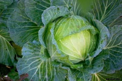 Tiara Cabbage Variety – How To Grow Tiara Cabbages