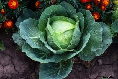 Heirloom Cabbage Info: Tips For Growing Danish Ballhead Cabbage Plants