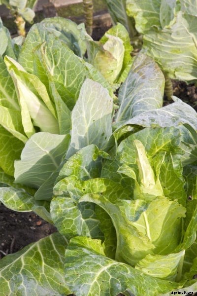 Durham Early Cabbage Plants: How To Grow The Durham Early Variety