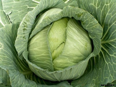 Late Flat Dutch Cabbage Plants – How To Plant Late Flat Dutch Cabbage
