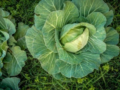 Farao Cabbage Variety – How To Grow Farao Cabbages