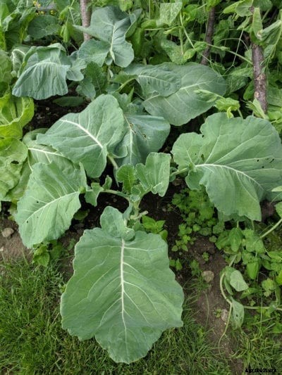What Is Portuguese Cabbage: Portuguese Cabbage Planting And Uses