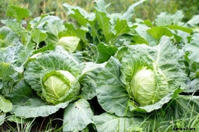 Feeding Cabbage Plants: When And How To Fertilize Cabbage Correctly
