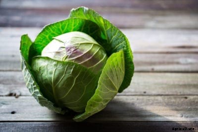 Cabbage Storage Tips: What To Do With Cabbages After Harvest