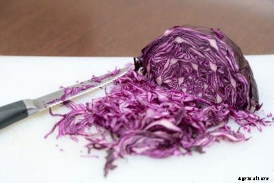Omero Hybrid Cabbage Care: Learn About Growing Omero Cabbages