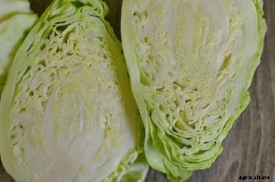 Heirloom Cabbage Plants – How To Grow Charleston Wakefield Cabbages