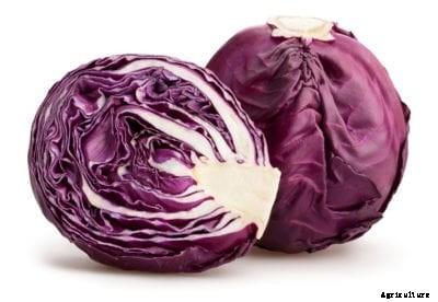 What Is Ruby Ball Cabbage: Tips For Growing Ruby Ball Cabbages