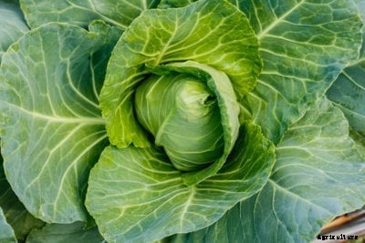 Storage No. 4 Cabbage Care – Growing Storage No. 4 Cabbages
