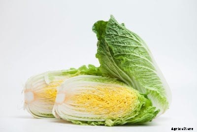 Bilko Chinese Cabbage: Tips For Growing Bilko Cabbages