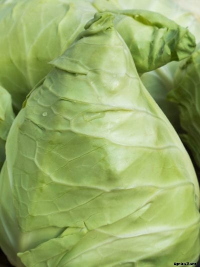 What Is Caraflex Cabbage: Growing Caraflex Cabbage Heads