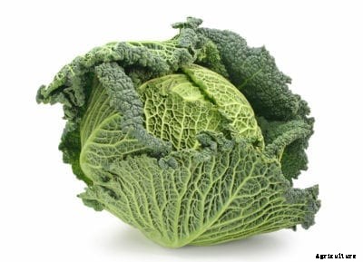Savoy Express Cabbage Variety – Planting Savoy Express Seeds