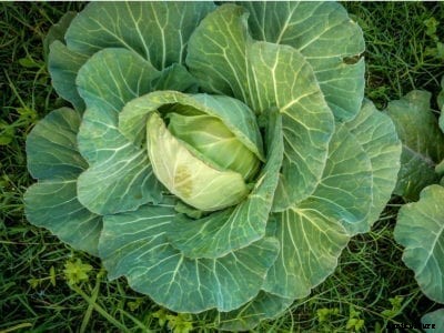 Copenhagen Market Early Cabbage: Tips For Growing Copenhagen Market Cabbage