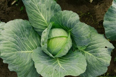 Gonzales Cabbage Plant Info – How To Grow Gonzales Cabbage