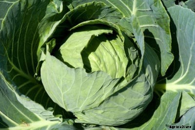 Kaitlin F1 Cabbage Info – Tips For Growing Kaitlin Cabbage Plants