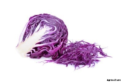 Red Express Cabbage Info – Growing Red Express Cabbage Plants