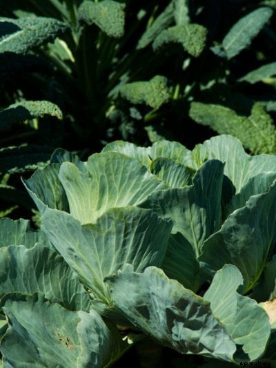 Parel Hybrid Cabbage – Growing Parel Cabbages