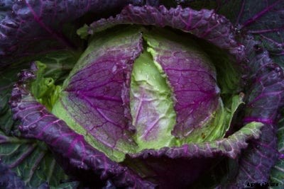 January King Cabbage Plants – Growing January King Winter Cabbage