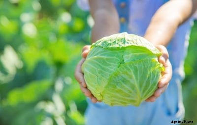 Golden Cross Mini Cabbage: Tips For Growing Golden Cross Cabbages