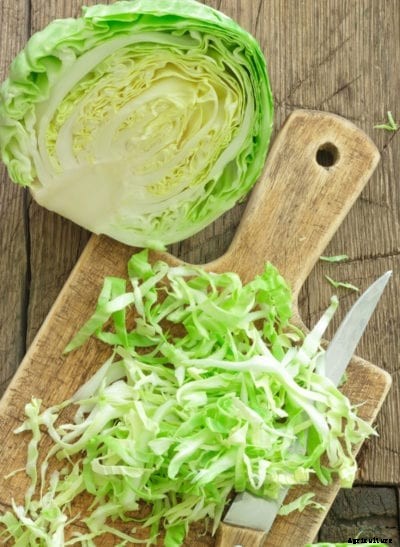 Tendersweet Cabbage Plants – How To Grow Tendersweet Cabbages