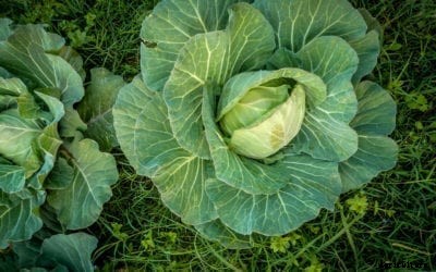 Stonehead Hybrid Cabbage – Tips On Growing Stonehead Cabbage