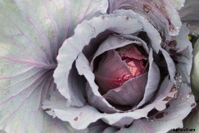 Ruby Perfection Variety – How To Grow Ruby Perfection Red Cabbage