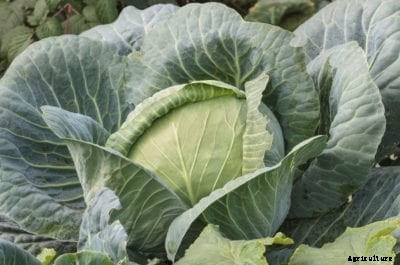Brunswick Cabbage Variety – How To Grow Brunswick Cabbage Plants