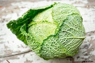 Heirloom Cabbage Plants – Growing Perfection Drumhead Savoy