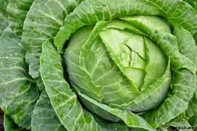 Earliana Cabbage Variety: How To Grow Earliana Cabbages