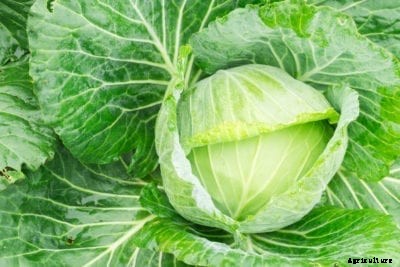 Early Golden Acre Cabbage Variety: How To Grow Golden Acre Cabbage