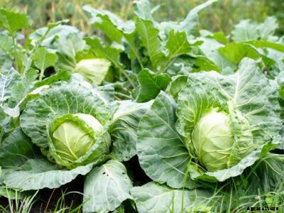 Cabbage Mosaic Virus – Learn About Mosaic Virus In Cabbage Plants