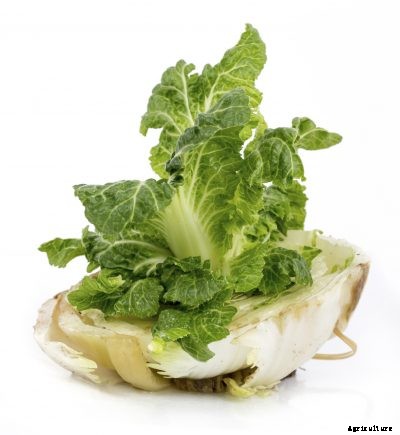Rooting Cabbage Bottoms – Tips On Growing Cabbage In Water