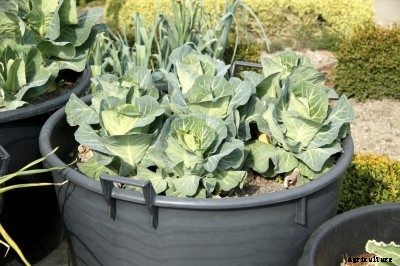 Cabbage Container Care: Tips For Growing Cabbage In Pots
